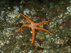 Henricia