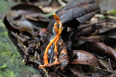 Ophiocordyceps