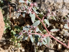 Euphorbia pediculifera