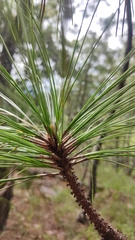 Pinus oocarpa