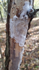 Serpula himantioides