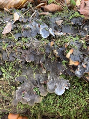 Peltigera polydactylon