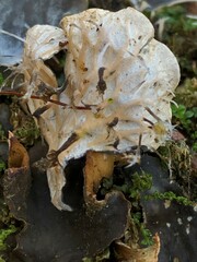 Peltigera polydactylon