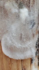 Serpula himantioides