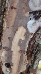 Serpula himantioides