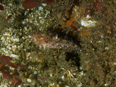 Artedius harringtoni