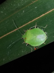 Chlorocoris