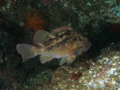 Sebastes auriculatus