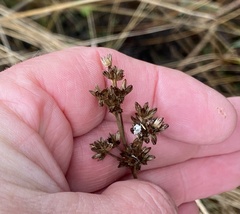 Juncus canadensis