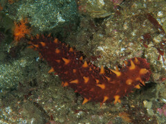 Apostichopus californicus