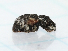 Conotrachelus anaglypticus
