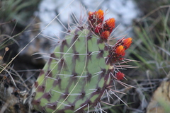 Opuntia stenopetala
