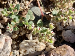 Euphorbia setiloba