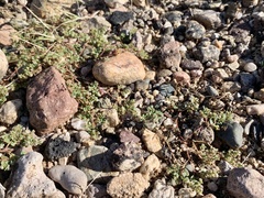 Euphorbia setiloba