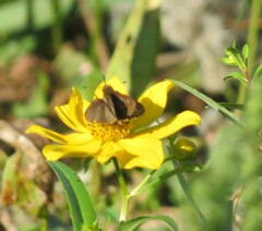 Panoquina ocola