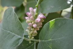 Canavalia septentrionalis