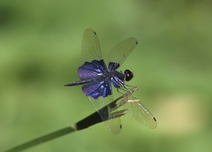 Rhyothemis triangularis