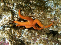 Henricia