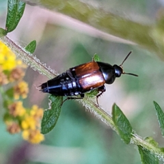Tachinus