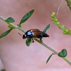 Tachinus