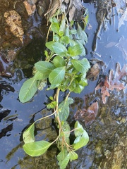 Ludwigia peploides glabrescens