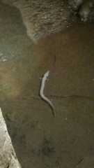 Proteus anguinus anguinus