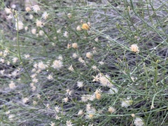 Bebbia juncea aspera
