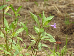 Ruellia simplex
