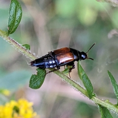 Tachinus
