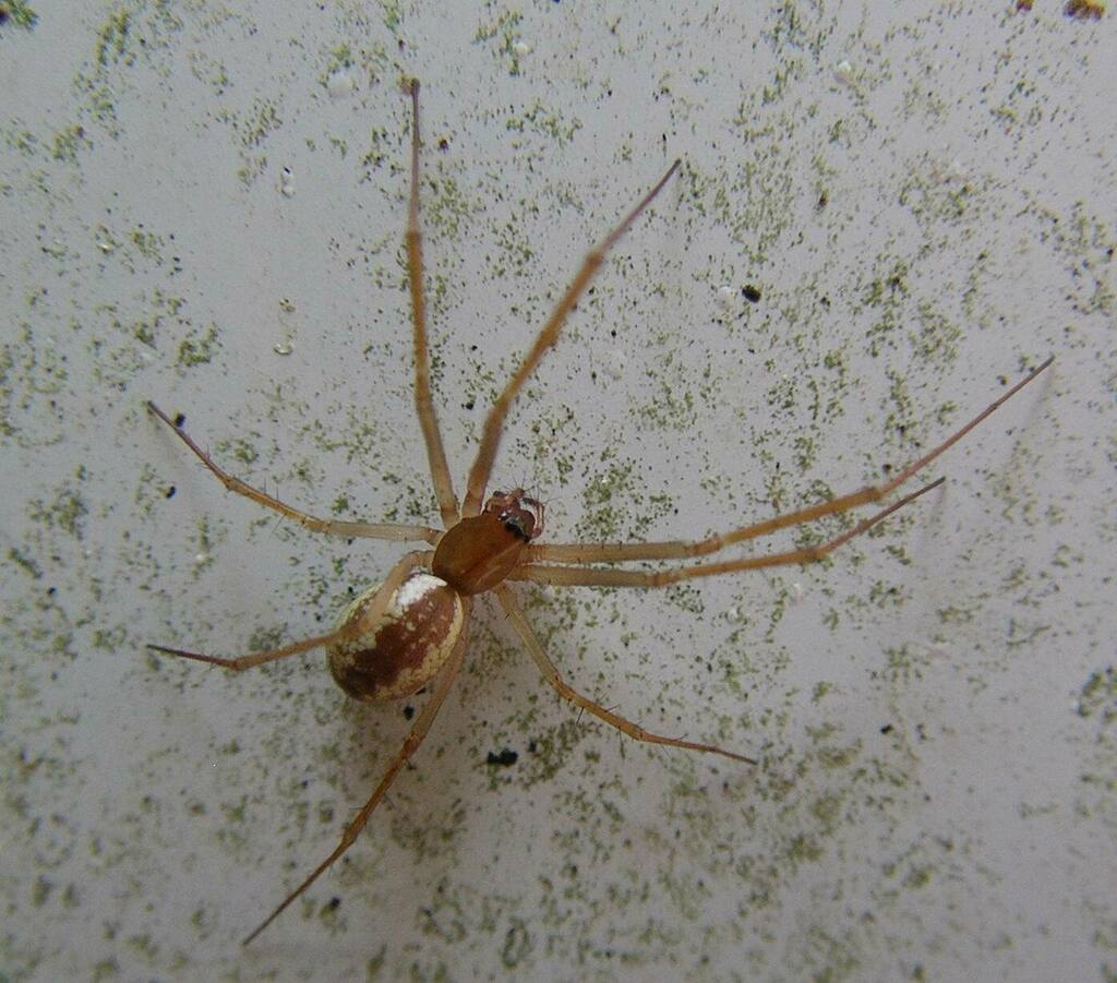 Dana Sheet-web Micro-weaver