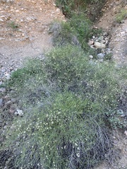 Bebbia juncea aspera