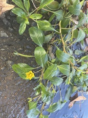 Ludwigia peploides glabrescens