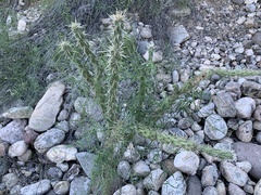 Cylindropuntia acanthocarpa acanthocarpa