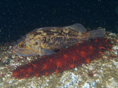 Sebastes auriculatus