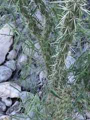 Cylindropuntia acanthocarpa acanthocarpa