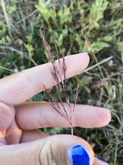 Bothriochloa ischaemum