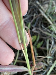 Bothriochloa ischaemum