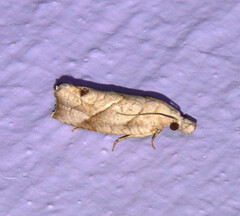 Tortricoidea