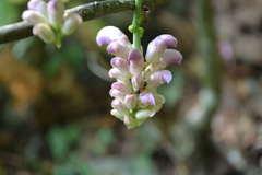 Canavalia septentrionalis