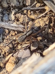 Lycosinae