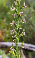 Prasophyllum fitzgeraldii