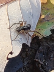 Lycosinae