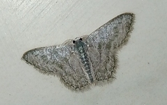 Chloropteryx opalaria