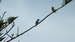 Todiramphus sanctus vagans