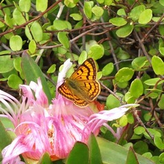 Lycaena salustius