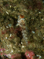 Artedius harringtoni