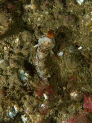 Artedius harringtoni