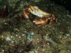 Artedius harringtoni