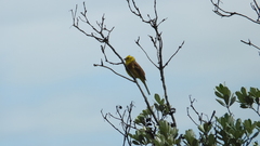Emberiza citrinella caliginosa