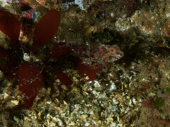 Artedius harringtoni